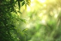 A Blurred Background of Nature Offering a Softfocused Backdrop of Lush Greenery Royalty Free Stock Photo