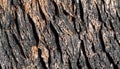 Blurred Background of Old Tree Bark with Shadow Patterns