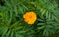 Blurred background. An orange flower is surrounded by green leaves. Autumn flowers marigolds. Royalty Free Stock Photo