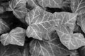 Blurred background, out of focus, black and white photo, texture of young leaves of a bush or flowers