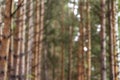 Blurred background. Photo of pine forest for wallpaper and screensavers