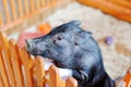 A small black pig food requests. Royalty Free Stock Photo