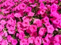 Blurred background pink Petunias flowers top view. Defocused wallpaper with Surfinia flowering plants