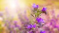 Blurred background with purple wildflowers in the rays of the sun. Sunrise over a field covered with blooming lupins in Royalty Free Stock Photo