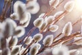 Blurred background of pussy willow buds