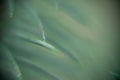 Blurred background of real christmas needles.Christmas real spruce leaves macro closeup detail. Selective focus