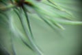 Blurred background of real christmas needles.Christmas real spruce leaves macro closeup detail. Selective focus