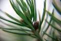 Blurred background of real christmas needles.Christmas real spruce leaves macro closeup detail. Selective focus