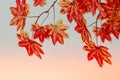 Blurred background. Red maple leaf as an autumn symbol as a seasonal . Maple leaves in the white background Royalty Free Stock Photo