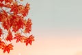 Blurred background. Red maple leaf as an autumn symbol as a seasonal . Maple leaves in the white background Royalty Free Stock Photo