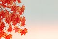 Blurred background. Red maple leaf as an autumn symbol as a seasonal . Maple leaves in the white background Royalty Free Stock Photo