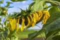 Blurred background ripe sunflower field Royalty Free Stock Photo