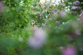 Blurred background with rosehip bushes with lots of pink flowers