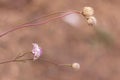 On a blurred background Scabiosa wild pink flower. Mountain plants Royalty Free Stock Photo