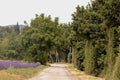 Blurred background with small countryside dirt road along the purple lavender field in Provence village, France Royalty Free Stock Photo