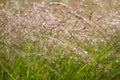 Blurred background, spikelets of plants covered with dew drops Royalty Free Stock Photo