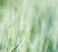 Blurred background, texture, pattern of decorative green and white grass. Natural backdrop