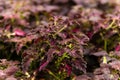 Blurred background of thickets of purple coleus