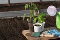 On a blurred background, tomato and pepper seedlings in pots stand on a wooden board. Nearby is a garden watering can, garden Royalty Free Stock Photo