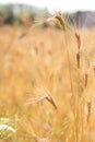 Blurred background of wheat field. Ears of golden wheat close up. Beautiful Nature Sunset Landscape. Rural Scenery Rich harvest Royalty Free Stock Photo