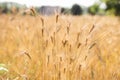 Blurred background of wheat field. Ears of golden wheat close up. Beautiful Nature Sunset Landscape. Rural Scenery Rich harvest Royalty Free Stock Photo