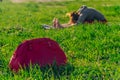 Blurred background. Woman doing yoga asana. Natarajasana - Lord of the dance posing outdoors Royalty Free Stock Photo