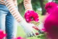 Blurred background. A Woman to cut a pink peony in the garden