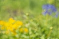 Blurred background with yellow and blue flowers. Beautiful natural background Royalty Free Stock Photo