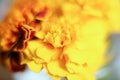 Blurred background - yellow and brown marigolds flowers, selective focus Royalty Free Stock Photo