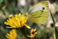 On a blurred background, a yellow butterfly on wildflowers Royalty Free Stock Photo