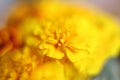 Blurred background - yellow marigolds flowers, selective focus Royalty Free Stock Photo