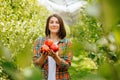 Blurred background young woman farmer in fruit orchard holding three ripe red apples in her hands. Royalty Free Stock Photo