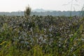 Cotton field in ceyhan Royalty Free Stock Photo