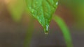 Blurred backscreen, selective focus, huge drop of water flows down green leaf and drips down.