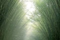 Blurred bamboo background green soft, arched arch bamboo tree blur background Royalty Free Stock Photo