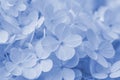 Blurred Beautifu llight blue hydrangea or hortensia flower close up. Artistic natural background. A macrophotography of a