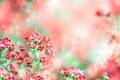 Blurred beautiful magic floral pink background with copy space Royalty Free Stock Photo