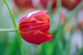 Blurred beautiful red tulip flower in nature background.Flowers soft blur colors sweet tone background. Royalty Free Stock Photo