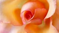 Blurred  blooming beautiful coral pink rose petals as background Royalty Free Stock Photo