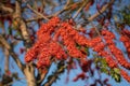 Blurred blooming red flower, Monkey flower trees or Fire of Pakistan flowers