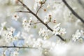Blurred blooming tree at morning sunshine. Selective focus. Spring blossom background