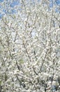 Blurred blooming tree at morning sunshine. Soft focus. Spring blossom background