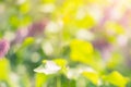 Blurred blossoming spring bright pink lilac flowers on a sunny branch, natural seasonal floral background