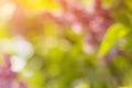 Blurred blossoming spring bright pink lilac flowers on a sunny branch, natural seasonal floral background