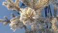 Blurred blue background decorated with pine branches covered with hoarfrost crystals. Frozen fir needles covered with Royalty Free Stock Photo