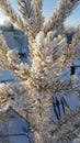 Blurred blue background decorated with pine branches covered with hoarfrost crystals. Frozen fir needles covered with Royalty Free Stock Photo