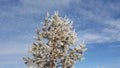 Blurred blue background decorated with pine branches covered with hoarfrost crystals. Frozen fir needles covered with Royalty Free Stock Photo