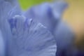 Blurred blue iris petals. Super macro view Royalty Free Stock Photo