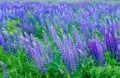 Blurred. Blue Lupin flowers with white tops grow in a green meadow. Natural background Royalty Free Stock Photo