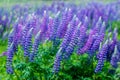 Blurred. Blue Lupin flowers with white tops grow in a green meadow. Natural background Royalty Free Stock Photo